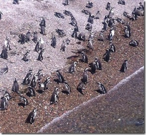 Pinguins de Magalhães em Punta Tombo - Argentina Autora Bruna Cazzolato Ribeiro