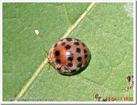 Kumbang Koksi ‘Twentyeight-spotted Potato Ladybird’ (Henosepilachna vigintioctopunctata) 10