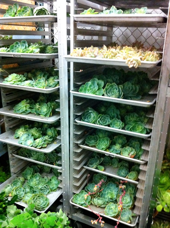 [san_francisco_flower_market-botanica%255B2%255D.jpg]