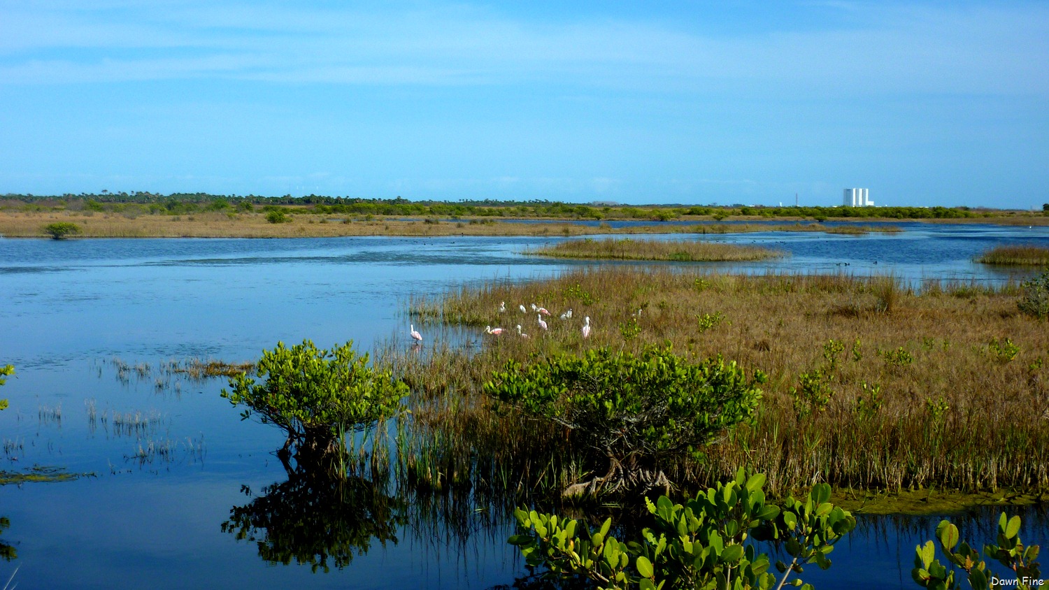 [Gator-and-Peacock-rds_01212.jpg]