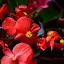 DSC_0555.JPG