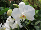 The white Phalaenopsis, also known as the moth orchid, is one of the most common varieties.  But, in the mid-1800s, orchid collectors paid huge sums for this flower, as it was very rare at that time.