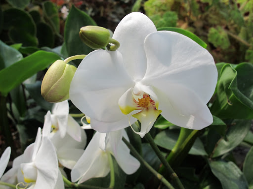 The white Phalaenopsis, also known as the moth orchid, is one of the most common varieties.  But, in the mid-1800s, orchid collectors paid huge sums for this flower, as it was very rare at that time.