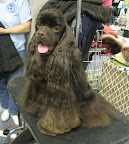American Cocker Spaniel