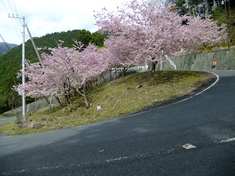 西天城高原から戸田に降りていく県道410の途中にあったヘアピンカーブの内側に咲き誇る桜。この日一番すごかった