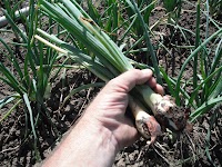 DSCF1171.JPG
