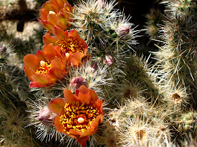 Staghorn Cholla off the trail in RockHouse Canyon
