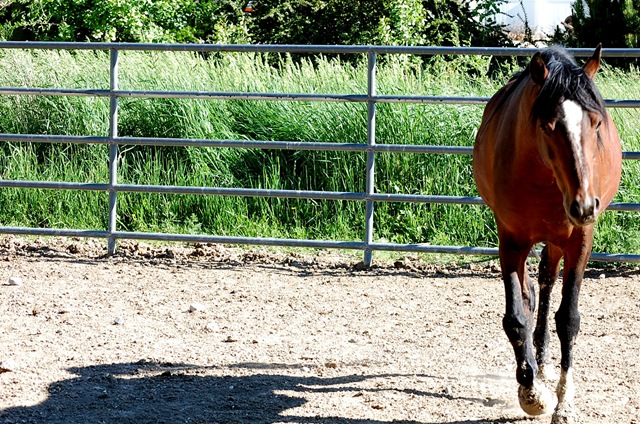 [horses2011282.jpg]