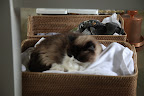 Though most of the time, Vivaldi fights with Bartok over this basket of blankets.  We pets often find something that smells like you to sleep on so we feel comforted until you come back!