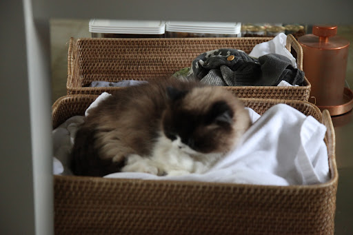 Though most of the time, Vivaldi fights with Bartok over this basket of blankets.  We pets often find something that smells like you to sleep on so we feel comforted until you come back!