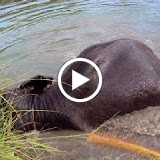 VDOElephantSwim VDOElephantSwim