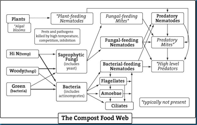 05_compost_food_web