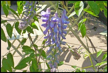 wisteria-blog-1 wisteria-blog-1