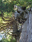 california_sequoia