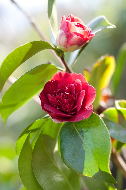 [20130331-IMG_72557.jpg]