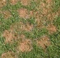 [pithium%255B2%255D.jpg]