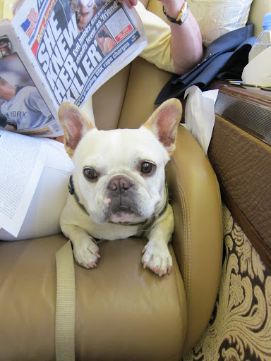 Often, because we're such jetsetters, Sharkey and I will get to fly!  Sharkey loves squeezing in next to people.