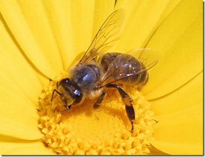 http://www.public-domain-image.com (public domain image) http://www.public-domain-image.com (public domain image)