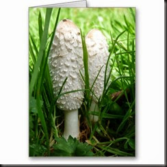 shaggy_ink_cap_greeting_card-rfa8eb6c44cb745658ccb3f479ca14393_xvuat_8byvr_512