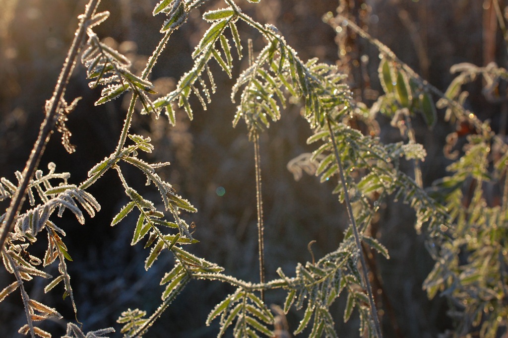 [Frosty-Morning-44.jpg]