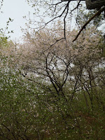IMG_0615.jpg Photo