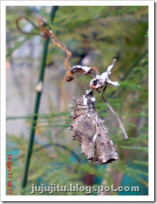 foto kepompong kupu-kupu common eggfly (Hypolimnas bolina) 2