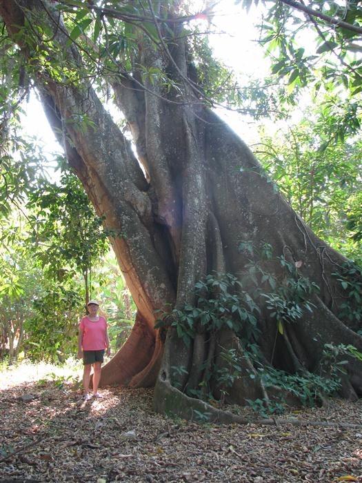 [BigTreePeggy%255B4%255D.jpg]