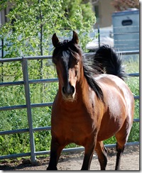 horses2011-23