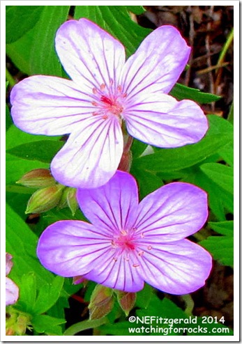 IMG_6960 StickyGeranium IMG_6960 StickyGeranium