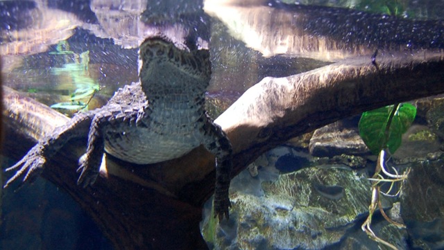 [aquarium11%255B2%255D.jpg]