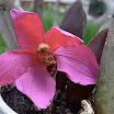 rosa fosforescente.JPG
