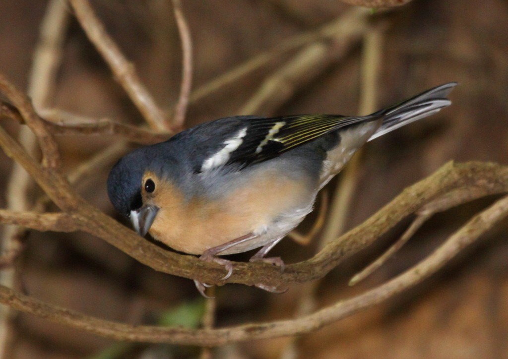 [tintillon_chaffinch%255B3%255D.jpg]