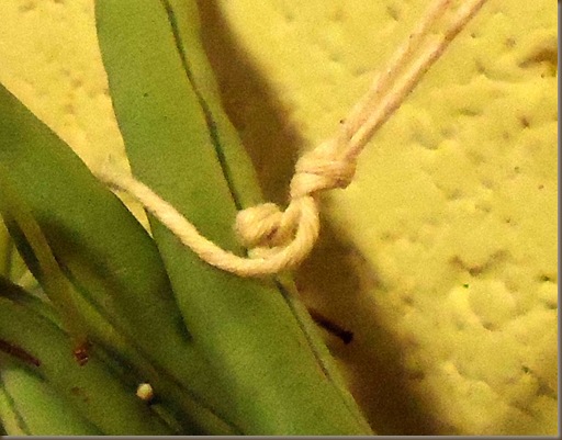 knot on string knot on string