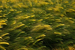 Summer-Barley-9