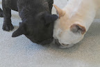 How do you suppose these critters keep finding their way into our blog studio?
