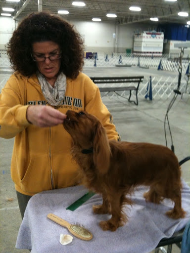 Jan also showed a couple other dogs. One was a ruby-colored Cavalier King Charles Spaniel, named as such because of their popularity with King Charles and other nobles from the 16th century. Jan also showed a couple other dogs. One was a ruby-colored Cavalier King Charles Spaniel, named as such because of their popularity with King Charles and other nobles from the 16th century.