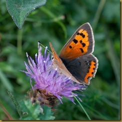 Small Copper Small Copper