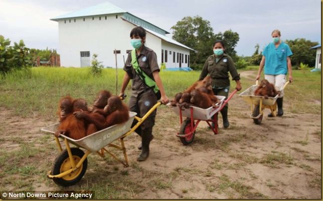 orangutans-2 orangutans-2