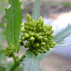 dsc03408.jpg