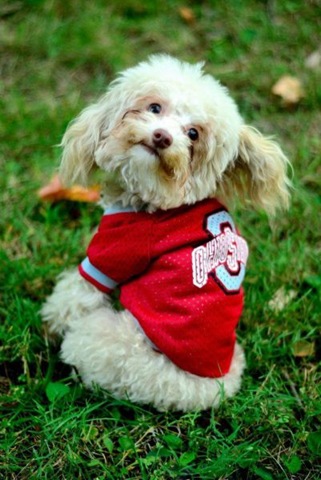 [funny-animals-cute-27%255B2%255D.jpg]