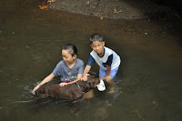pinoyecofarm november_0073.JPG