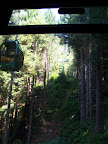 california_sequoia
