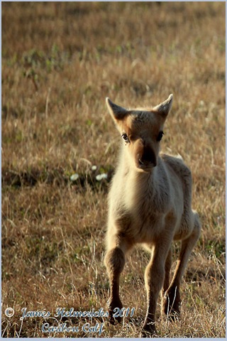 [CARB_calf1V_8760%255B3%255D.jpg]