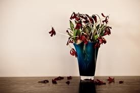 [dead%2520tulip%2520petals%255B4%255D.jpg]