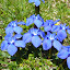 Beautiful wild flowers
www.radicalfish.eu
http://www.skibreezy.com