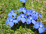 Beautiful wild flowers
www.radicalfish.eu
http://www.skibreezy.com