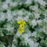 IMGP1026.JPG