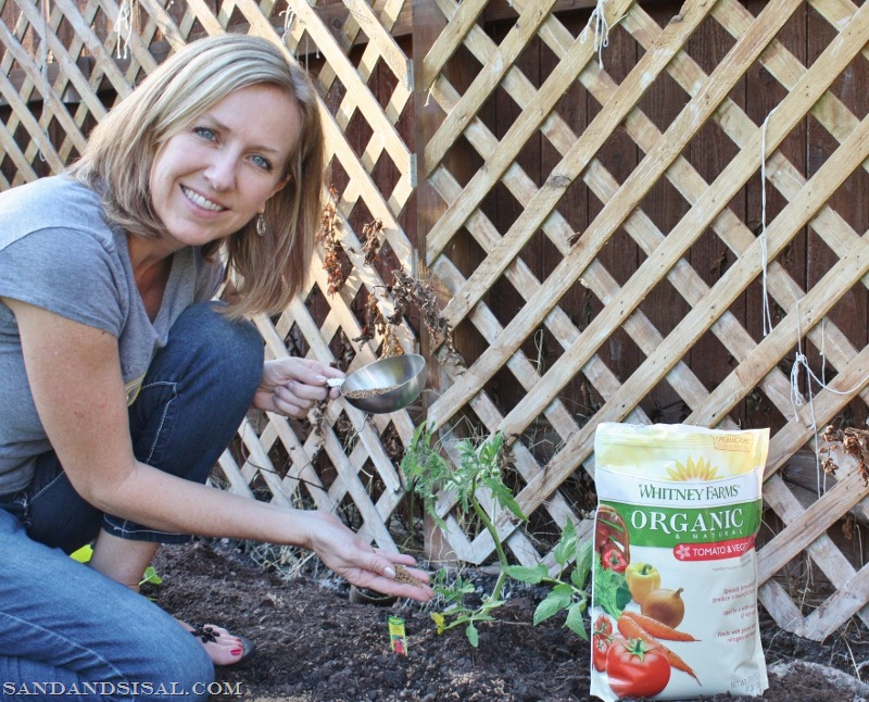 [Organic%2520Tomato%2520planting%2520%2528800x646%2529%255B17%255D.jpg]
