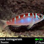Serranus_tortgarum.jpg