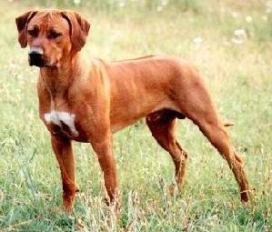 [rhodesian%255B4%255D.jpg]